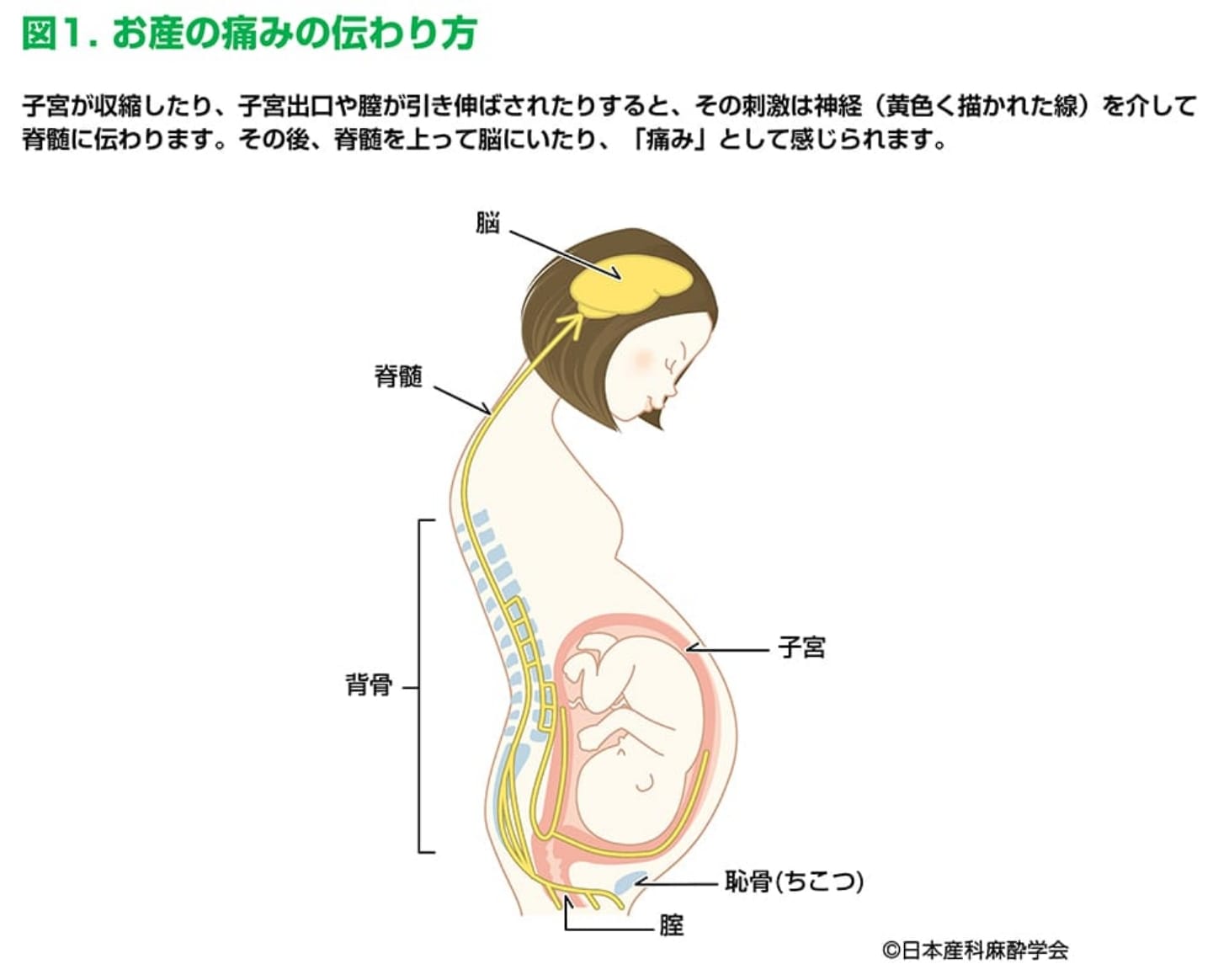 お産の痛みの伝わり方