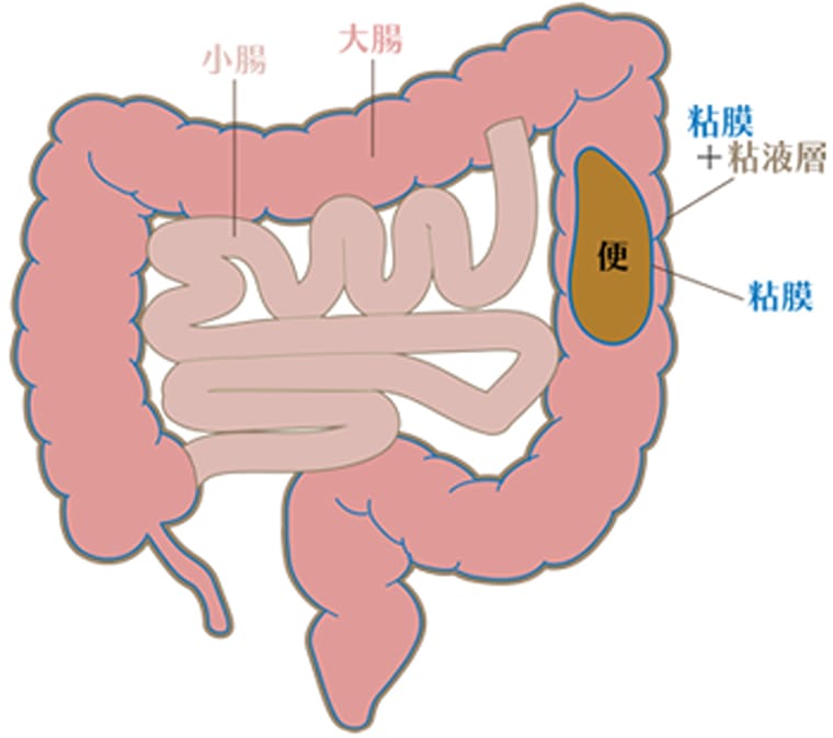 大腸