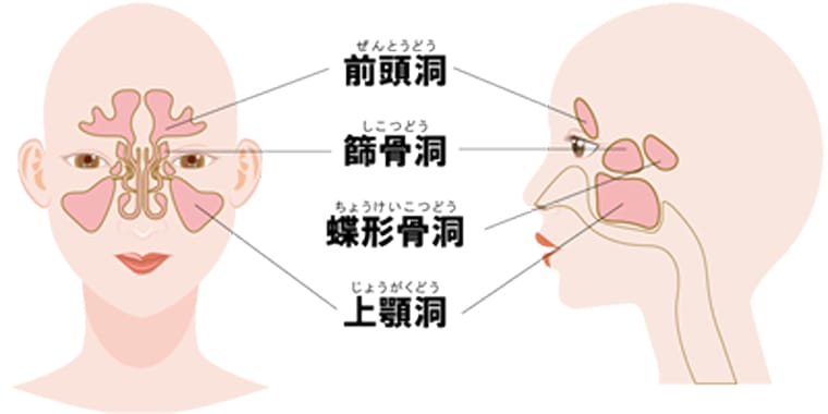 副鼻腔